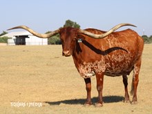 RZ ROYALTY OUT OF DRAG