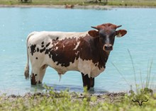 BL Safari Up Bull Calf