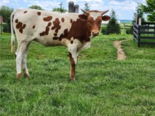 Sun Heifer Calf
