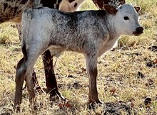 Bull calf (Ferdinand x Jet Cat)