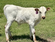 Bull Calf (Ferdinand x Margarita)