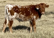 Bull Calf (Ferdinand x Tuff Lady)