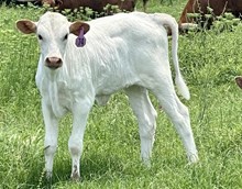 Heifer (Ferdinand x Rita)