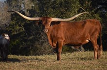 RM Magnum Jubilee 936