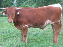 Unnamed Steer